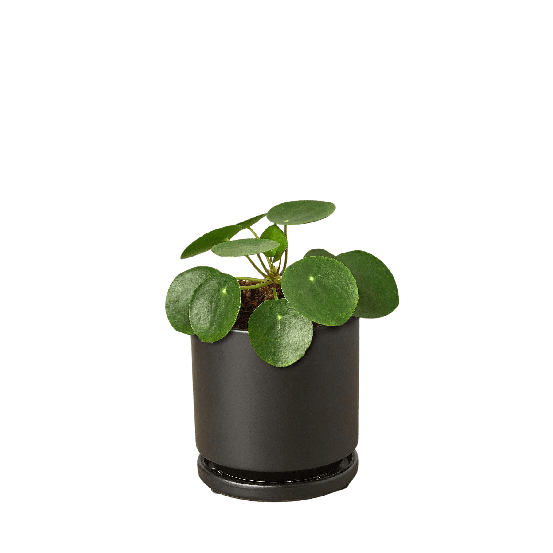 Pilea Peperomioides Chinese Money Plant | Easy Care Coin-Shaped Leaves | House Plant Shop