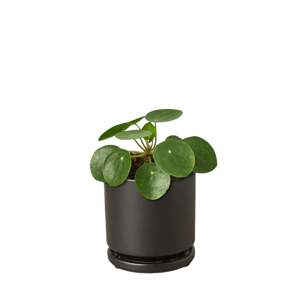 Pilea Peperomioides Chinese Money Plant | Easy Care Coin-Shaped Leaves | House Plant Shop