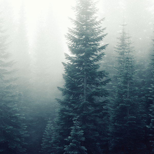 Pine + Eucalyptus