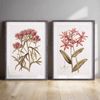 Pink Vintage Botanical Floral Prints (Set of 2)