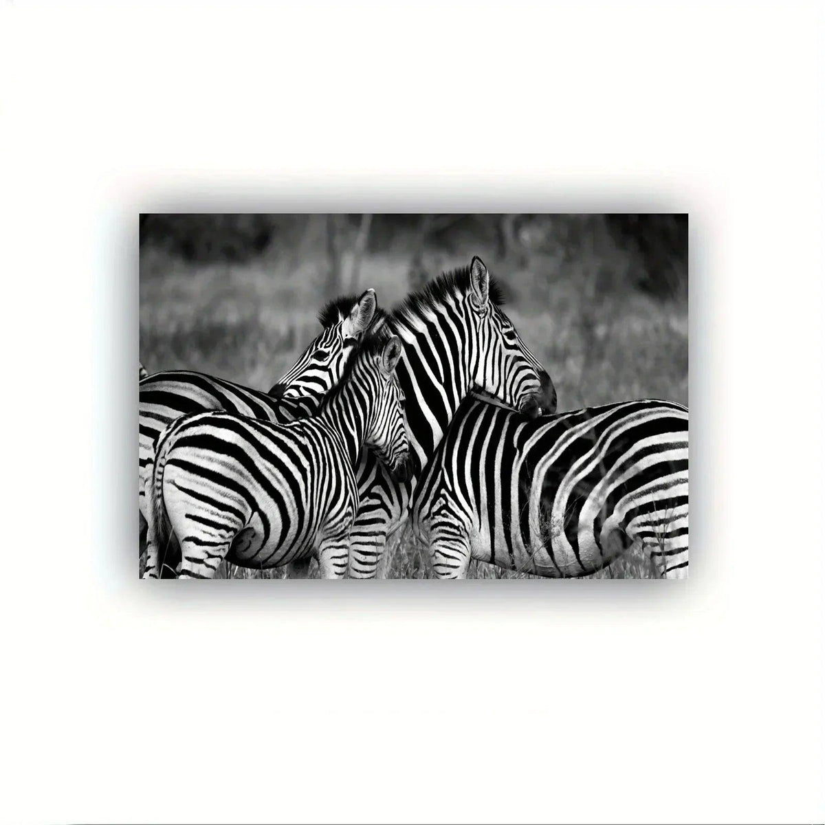 Poster - Vintage Zebra Canvas Print