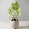 QUAKE Planter - 3" / Muted White