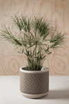 Weave Planter