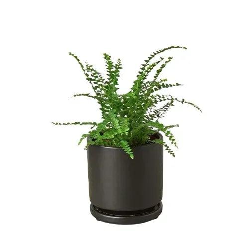 Fern 'Lemon Button' - Gifts for You 'n Me