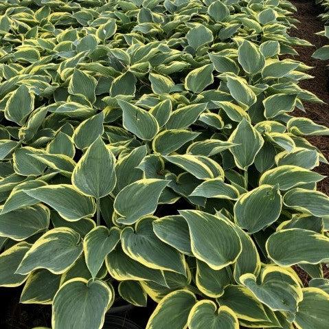 First Frost Hosta