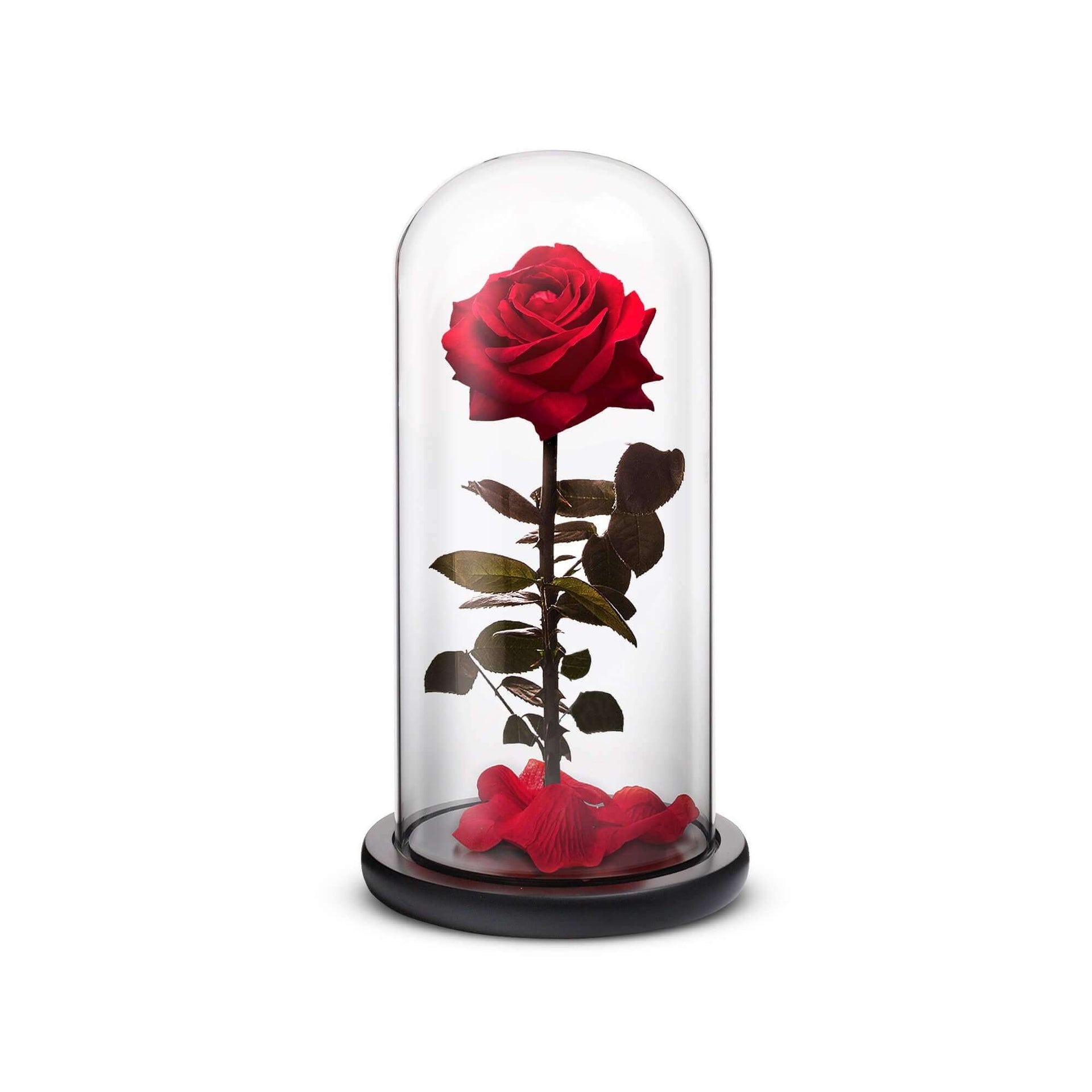 Everlasting Rose (Red)