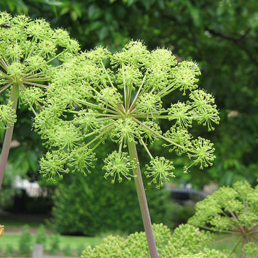 Rain + Angelica