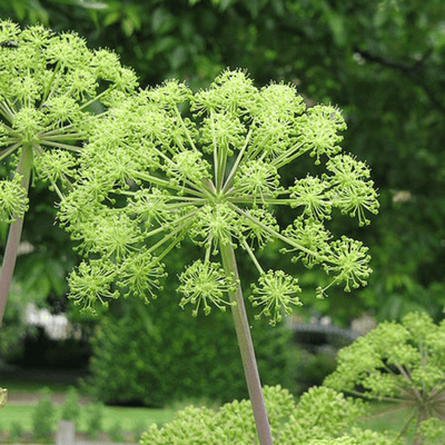 Rain + Angelica