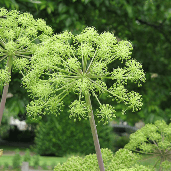 Rain + Angelica