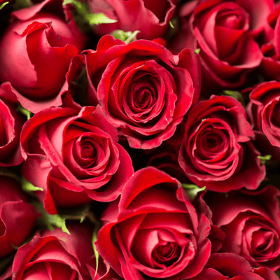 Red Roses