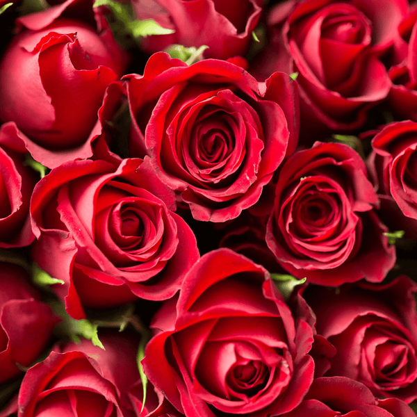 Red Roses