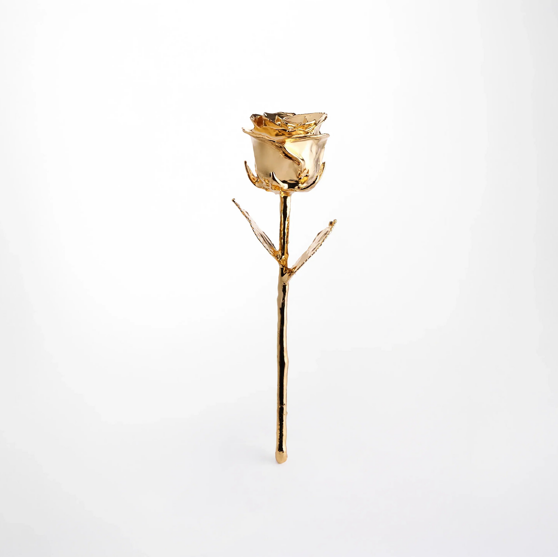 24K Gold Dipped Natural Rose 11.5