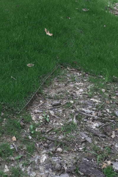 Shieldscape Hybrid Turf