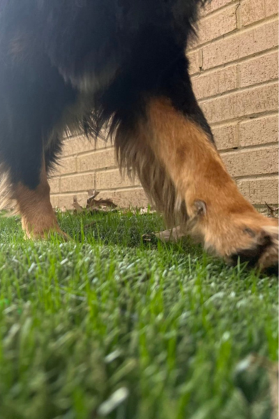 Shieldscape Hybrid Turf