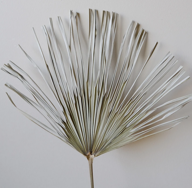 Natural Dried Palm Leaf - Set of 2