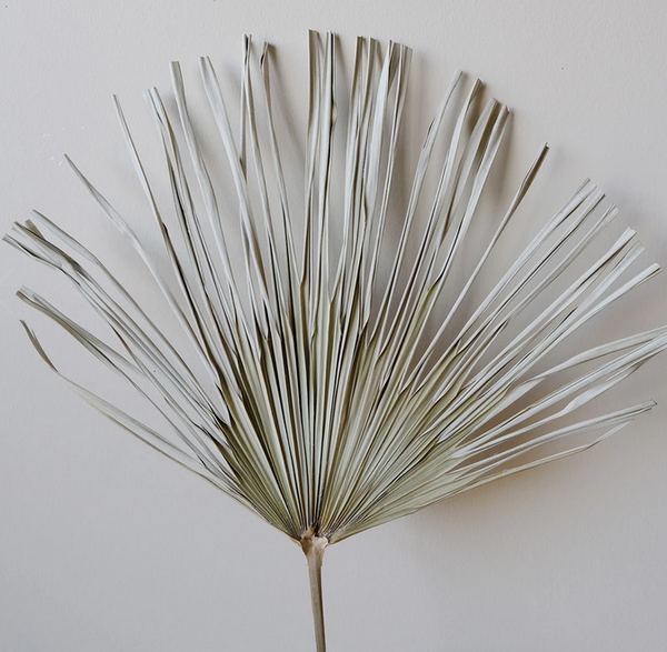 Natural Dried Palm Leaf - Set of 2