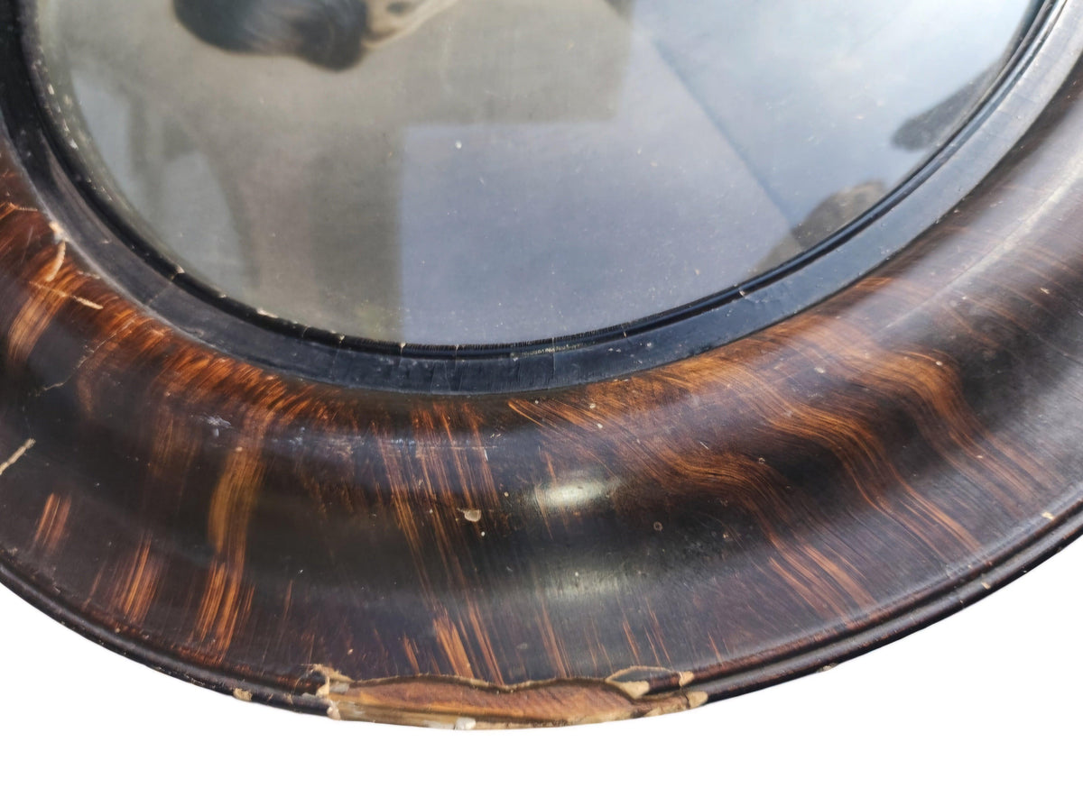 Antique Sepia Portrait In Convex Glass & Tiger Wood. 24.5