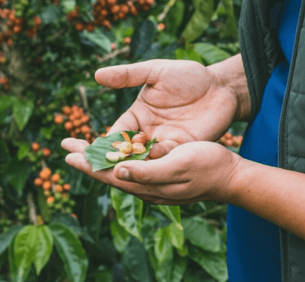 Whiskey Barrel Aged Guatemalan Coffee | Bourbon Infused, Small Batch Roasted