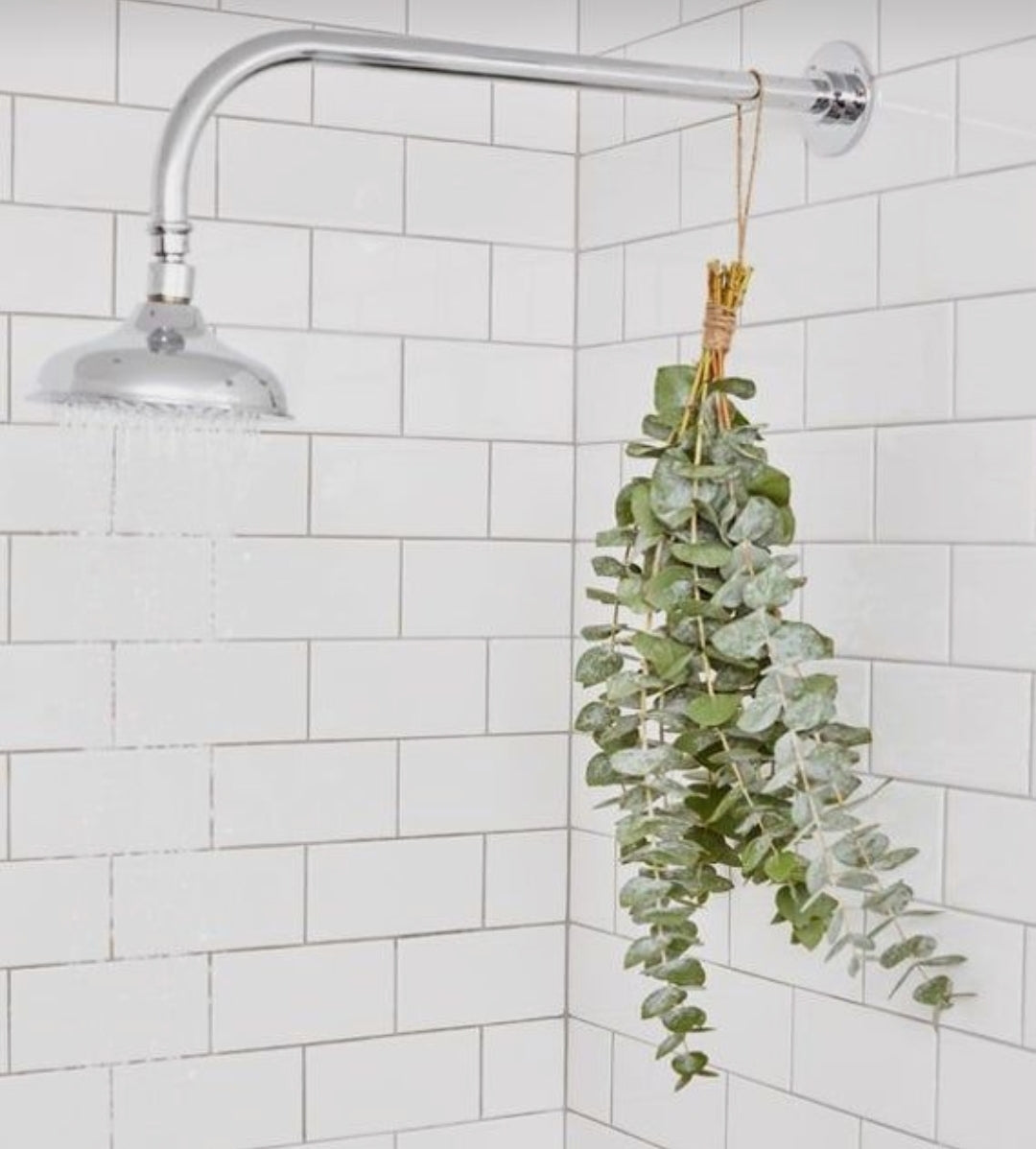 Fresh Eucalyptus Bundle