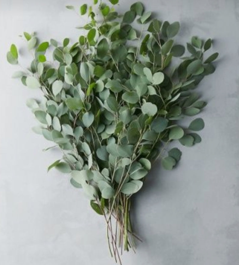 Fresh Eucalyptus Bundle