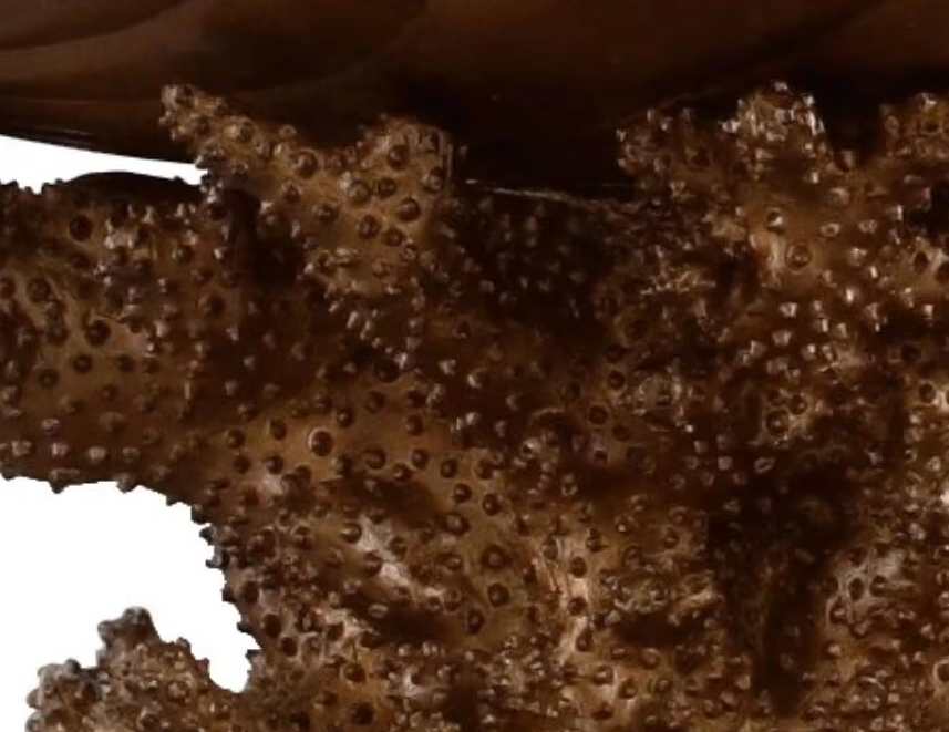 Seashell Basin -R