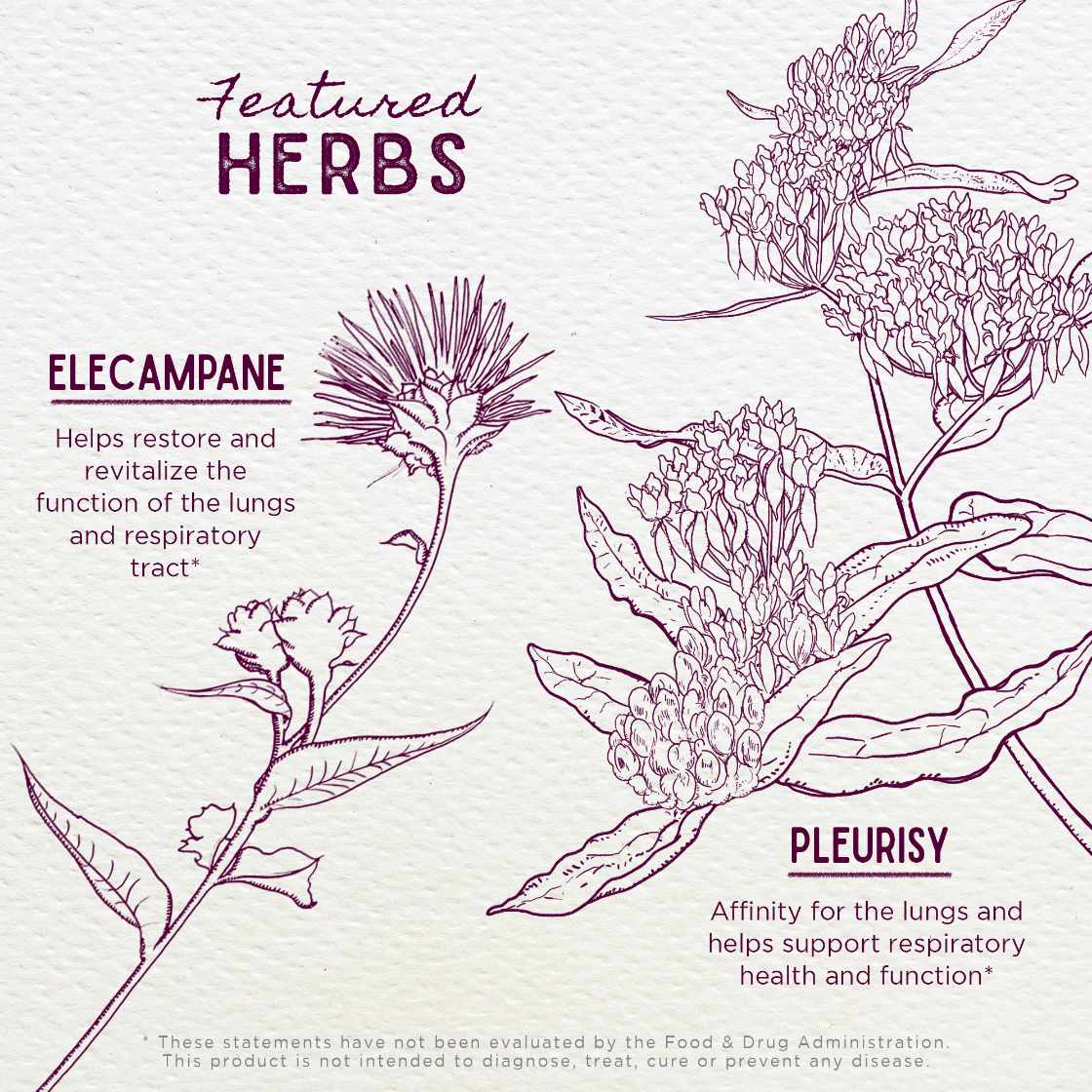 Illustrations of elecampane and pleurisy herbs with text on a light background