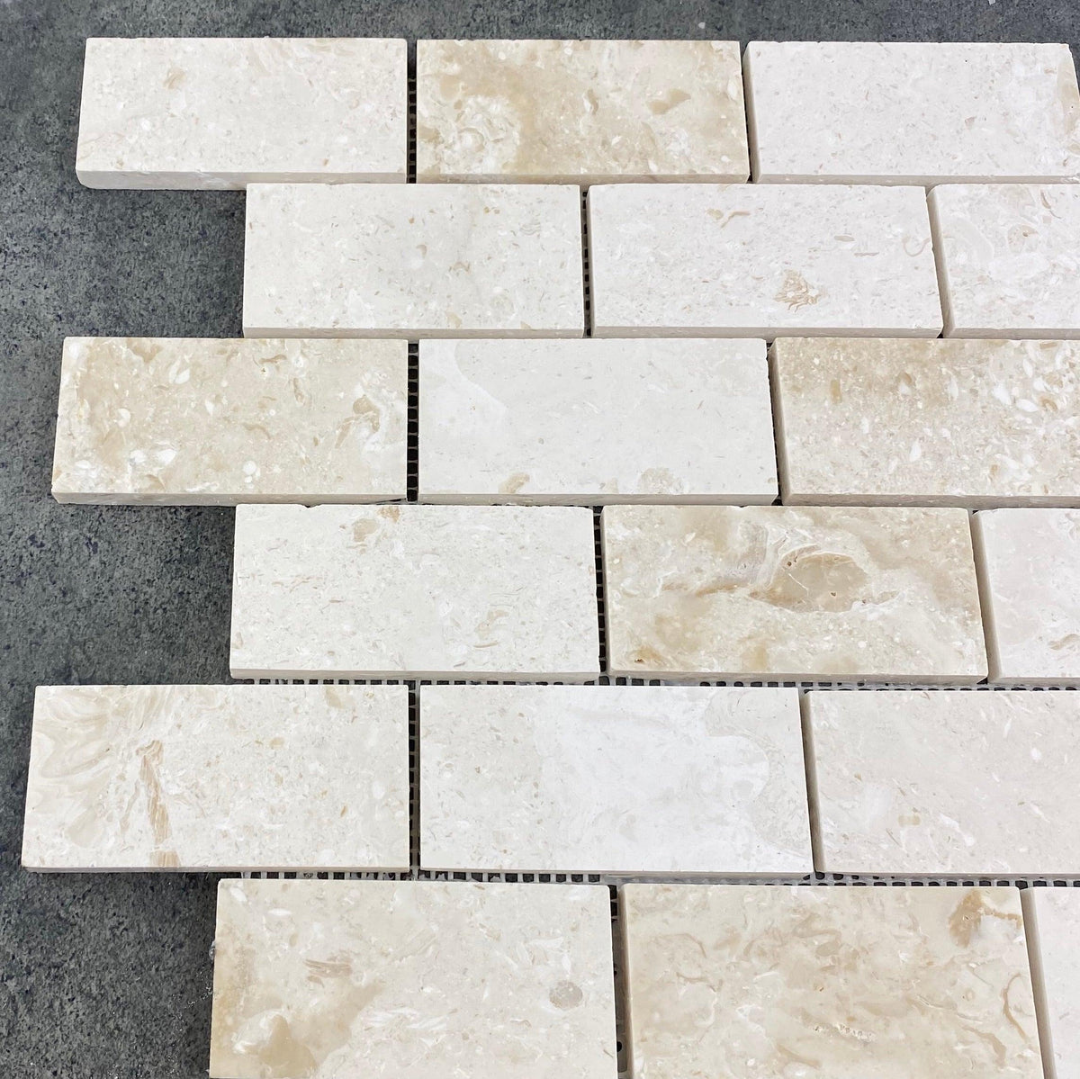 Shell Stone Limestone 2