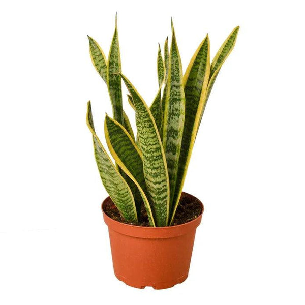 Snake Plant Laurentii 4 & 6 inch - Gifts for You 'n Me