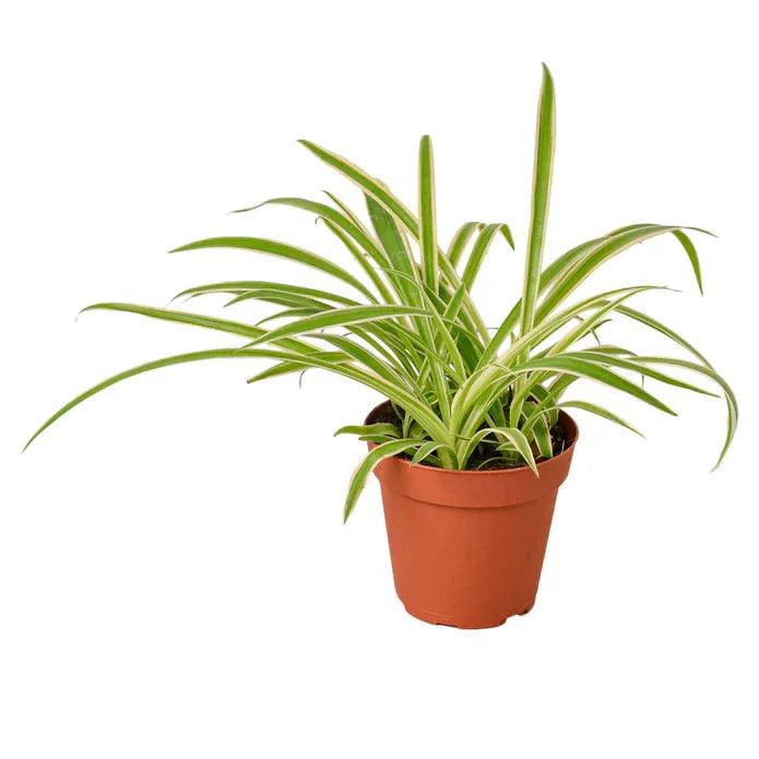 Spider Plant Reverse - Gifts for You 'n Me