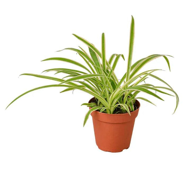 Spider Plant Reverse - Gifts for You 'n Me