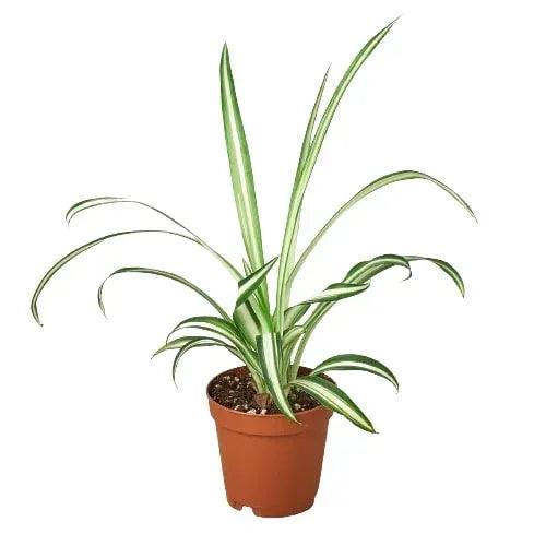 Spider Plant Reverse - Gifts for You 'n Me