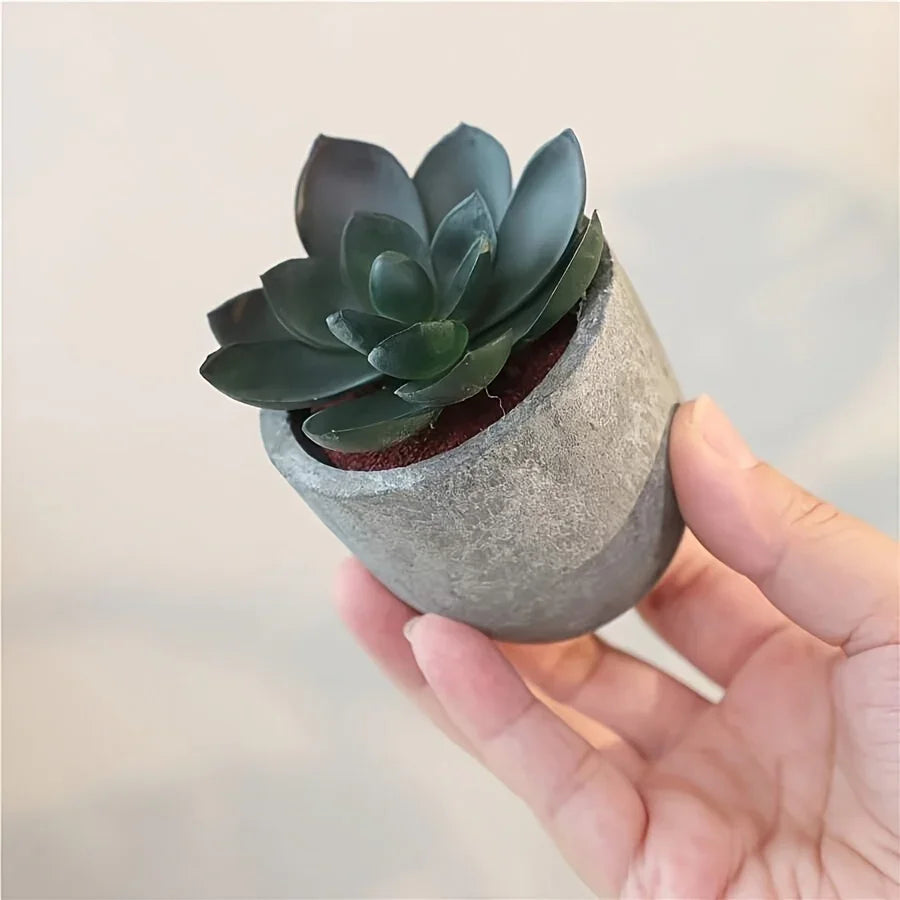 Succulent Plant Set in Concrete Pots, Low Maintenance Indoor Decor