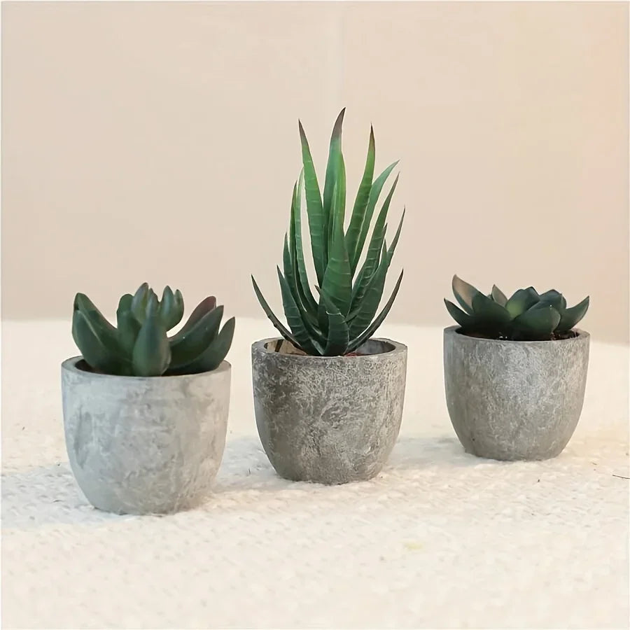 Succulent Plant Set in Concrete Pots, Low Maintenance Indoor Decor
