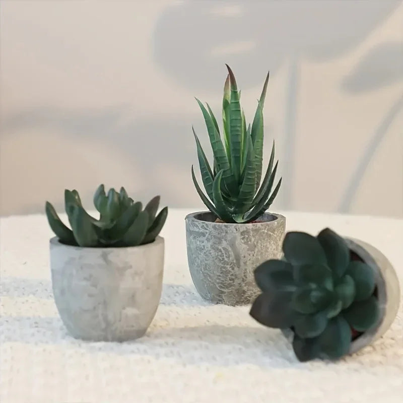 Succulent Plant Set in Concrete Pots, Low Maintenance Indoor Decor