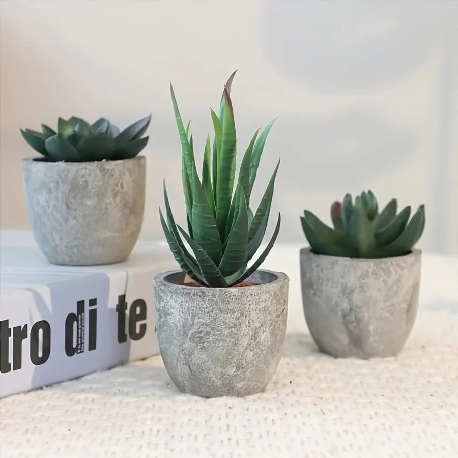 Succulent Plant Set in Concrete Pots, Low Maintenance Indoor Decor