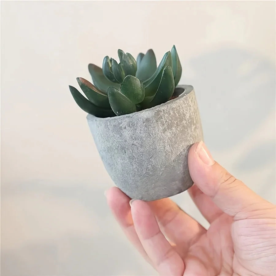 Succulent Plant Set in Concrete Pots, Low Maintenance Indoor Decor