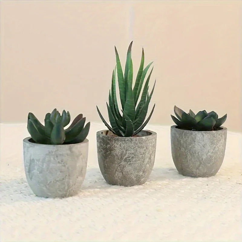 Succulent Plant Set in Concrete Pots, Low Maintenance Indoor Decor
