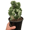 Succulent Cereus Coral Green
