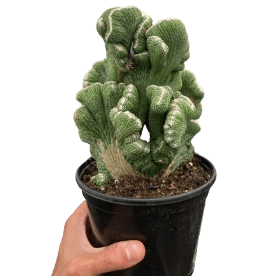 Succulent Cereus Coral Green