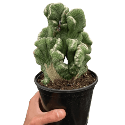 Succulent Cereus Coral Green