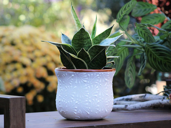 CHAMPANERA POT
