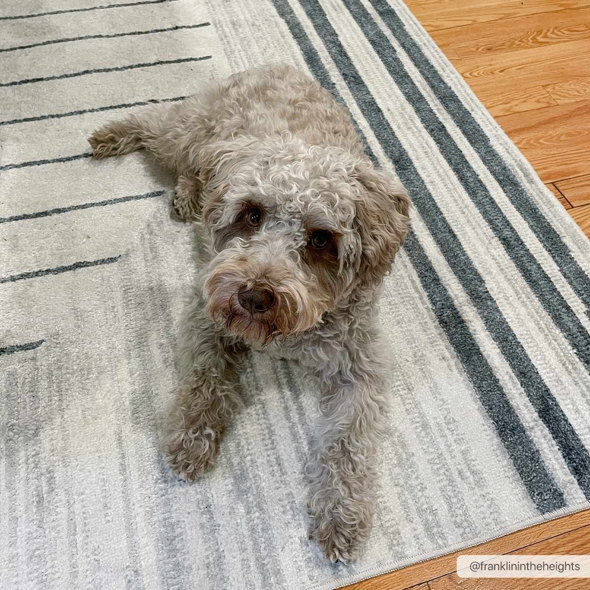 Thad Modern Washable Rug