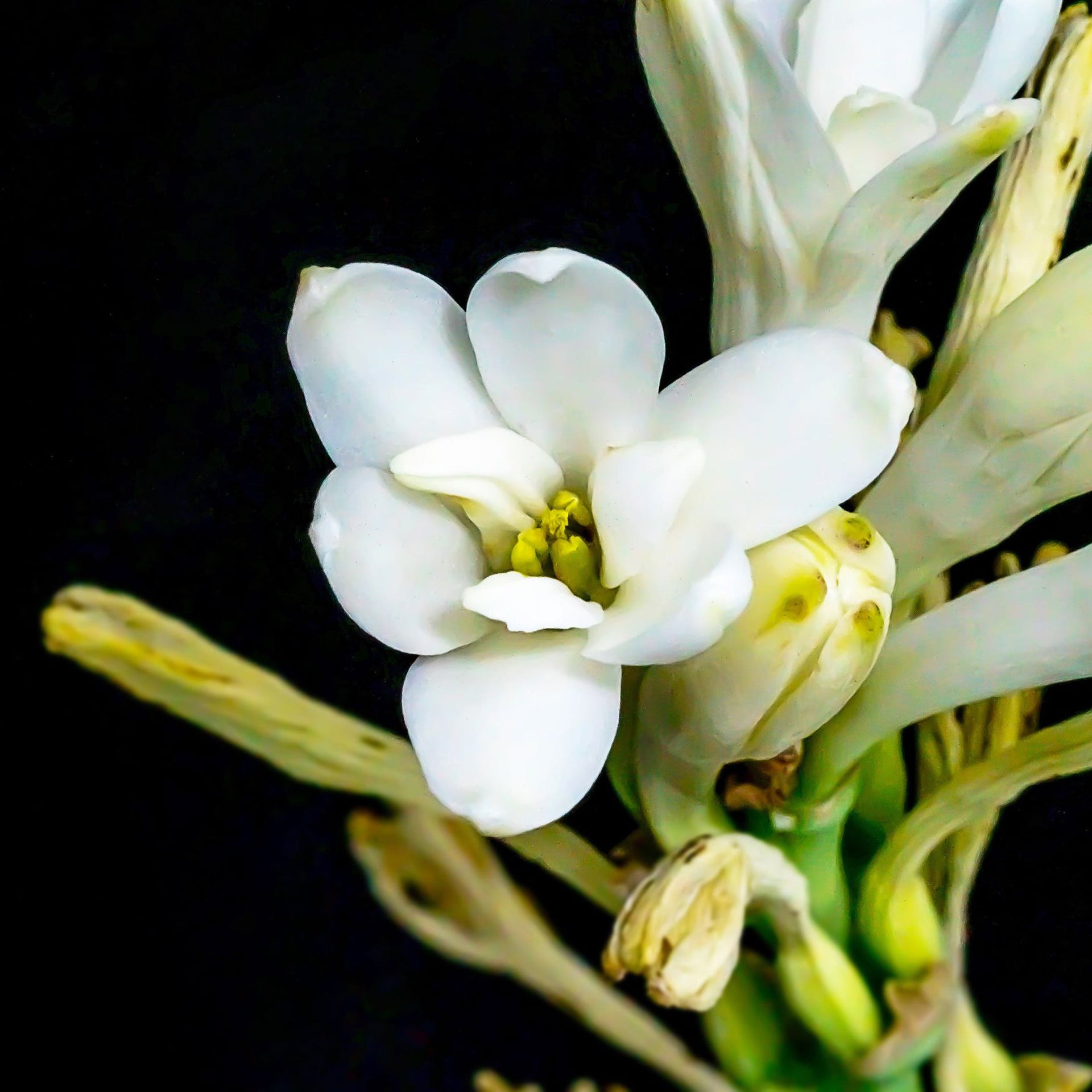 Tuberose Mexicana