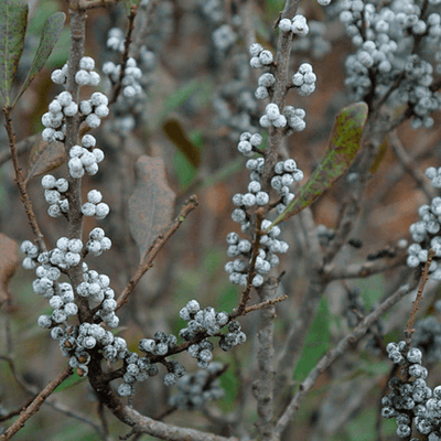 Bayberry