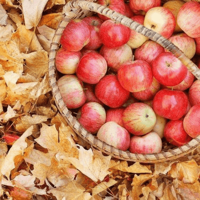 Apple + Oak
