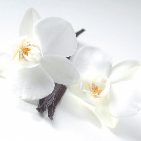 Madagascar Vanilla