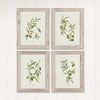 Vintage Botanical Olive Prints with Whitewashed Wood Frames (Set of 4)