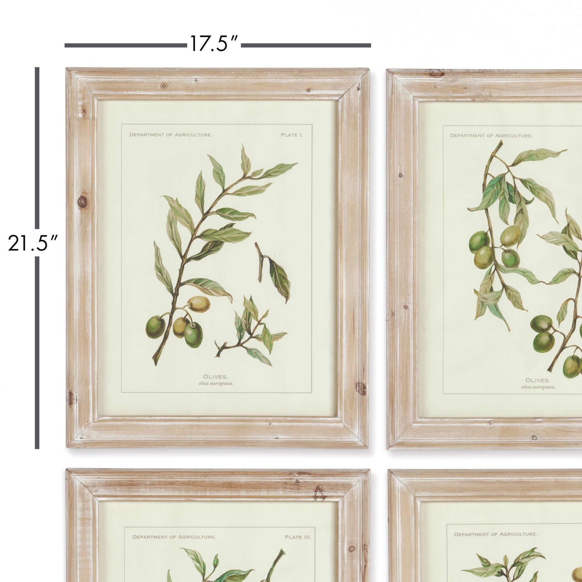 Vintage Botanical Olive Prints with Whitewashed Wood Frames (Set of 4)