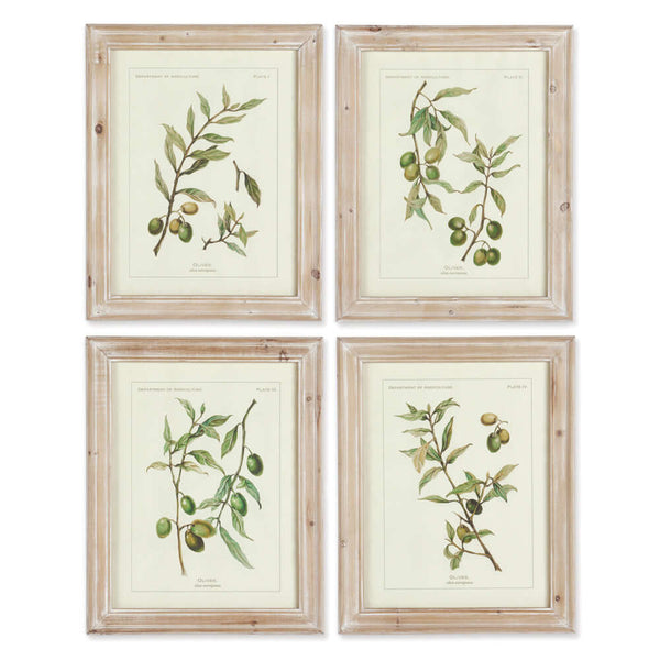 Vintage Botanical Olive Prints with Whitewashed Wood Frames (Set of 4)