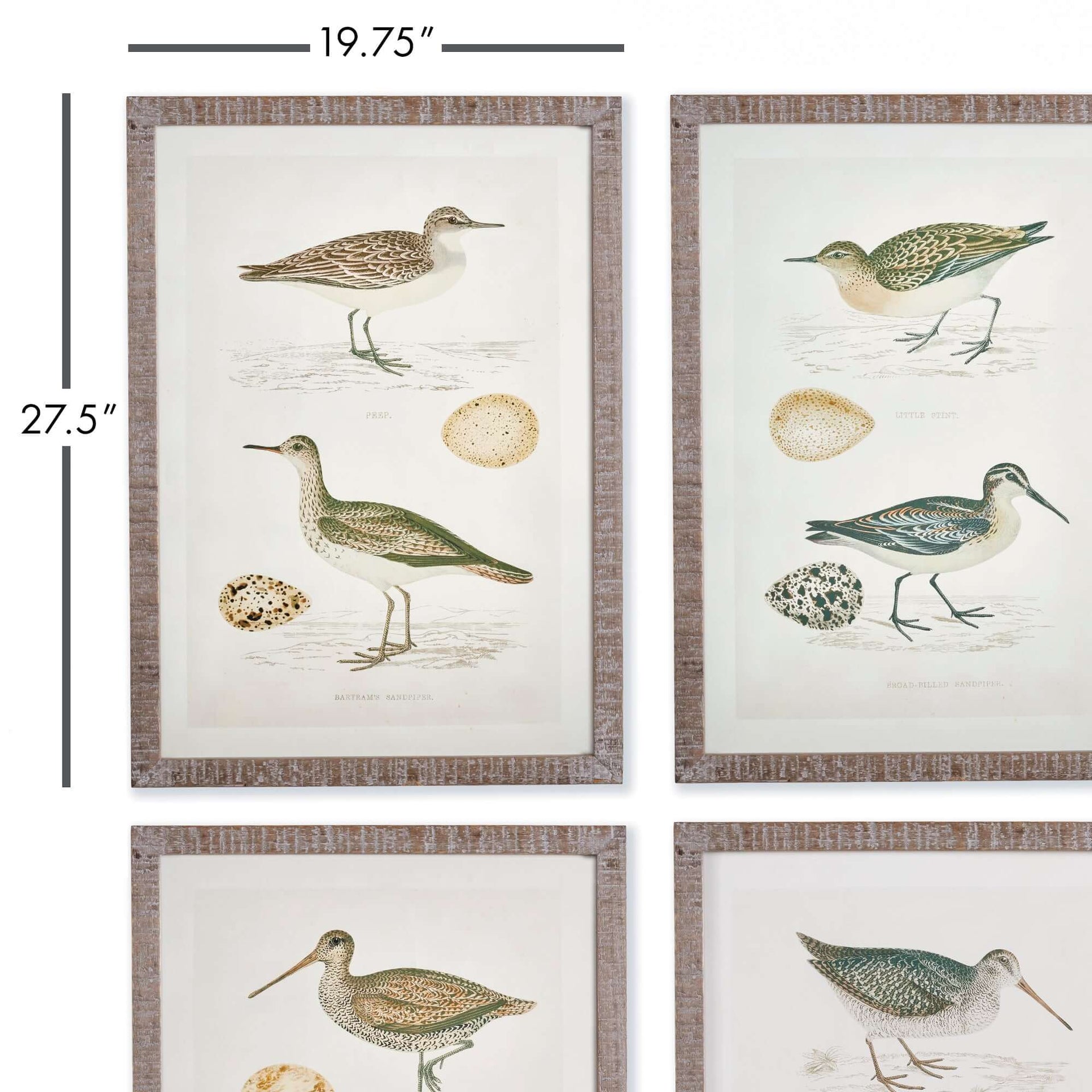 Vintage Coastal Bird Prints Wall Art (Set of 4)